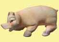 Schwein